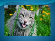 Презентация к уроку во 2 классе, Кузовлев, описательные прилагательные