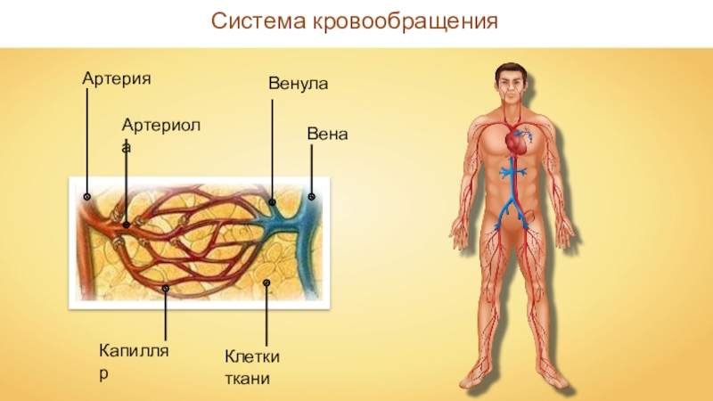 Кровеносная и лимфатическая система. Сосудистая система лимфообращение. Кровеносная и лимфатическая система человека 8 класс. Сравнение кровеносной и лимфатической системы. Лимфатической системы от кровеносной.