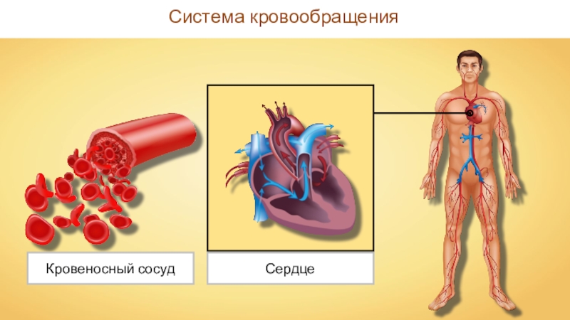 Сердце и кровеносные сосуды это органы. Органы кровообращения сердце. Органы кровообращения 8 класс биология. Органы кровообращения и лимфообращения.