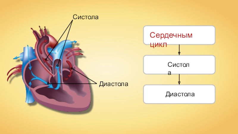 Систола сердечного цикла. Сердечный цикл биология 8 класс.