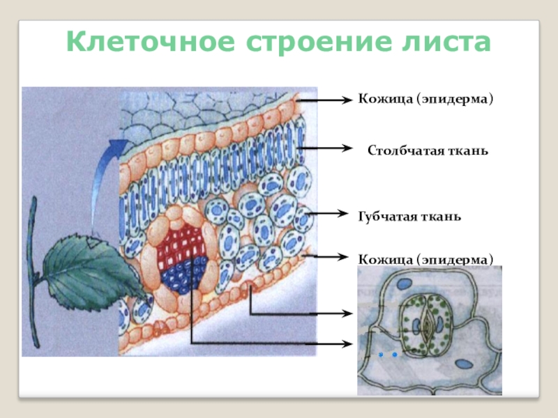 Презентация строение листа 6 класс биология