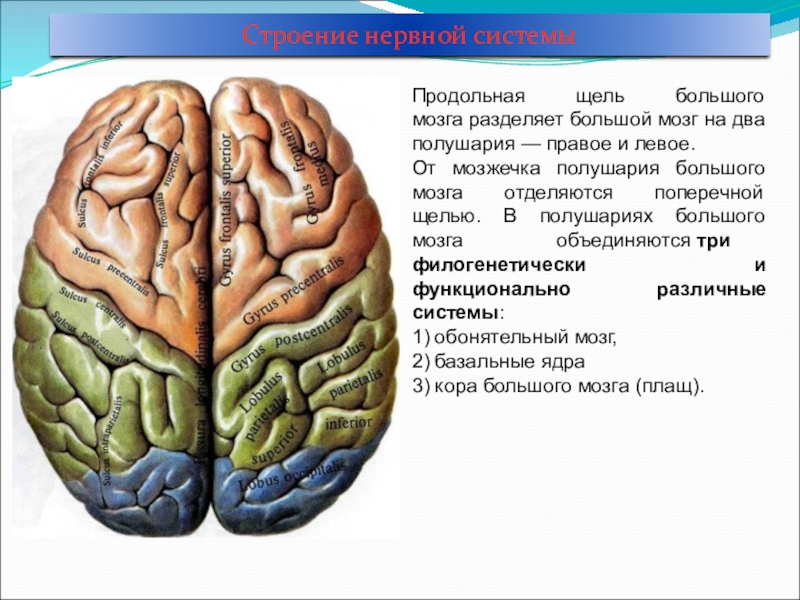 Большой мозг. Поперечная щель головного мозга. Продольная щель большого мозга. Анатомия мозга межполушарная щель. Поперечная щель большого мозга.