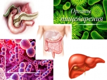 Презентация по биологии на тему:  Органы пищеварения ( 8 класс)