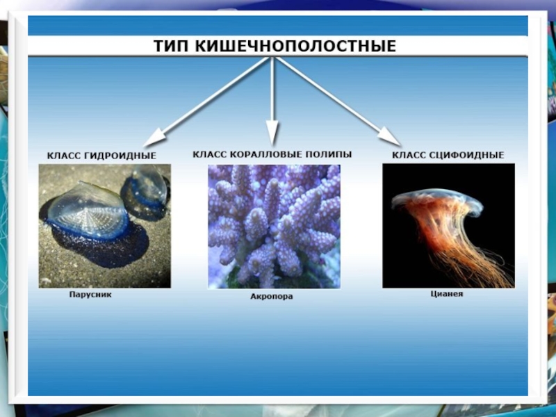 Картинки тип кишечнополостные