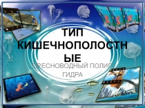 Презентация по биологии на тему Тип Кишечнополостные