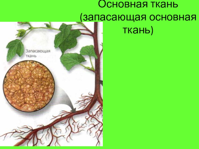 Как выглядит запасающая ткань. Запасающая ткань растений. Клетки запасающей ткани растений. Основная запасающая ткань. Запасная ткань растений.