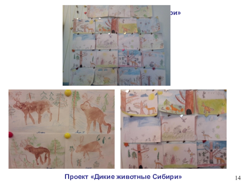 Детский тематический проект для детей старшего - подготовительного дошкольного возраста Новосибирский зоопарк глазами детей Проект «Дикие животные Сибири»Проект «Дикие животные Сибири»14 Проект «Дикие животные Сибири»Проект «Дикие животные Сибири»14