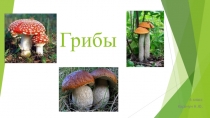 Презентация по биологии 5 класс на тему Грибы