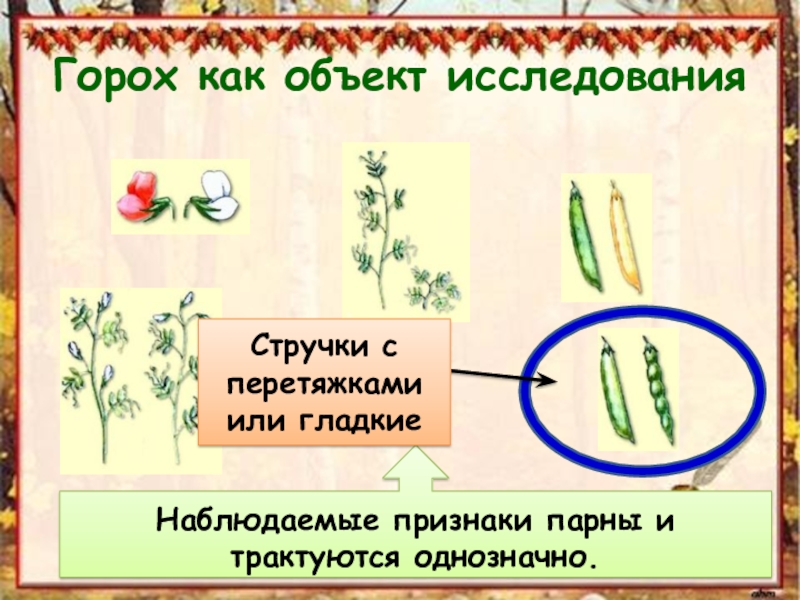 История развития генетики гибридологический метод презентация 10 класс