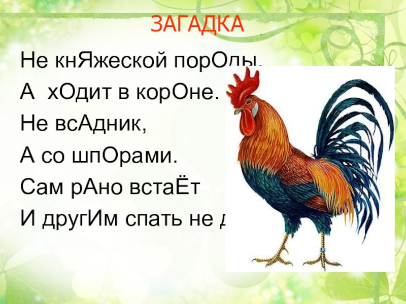 УРОК ЛИТЕРАТУРНОГО ЧТЕНИЯ В 3 КЛАССЕ Не кнЯжеской порОды,А хОдит в корОне.Не всАдник,А со шпОрами.Сам рАно встаЁтИ другИм спать не даЁт!ЗАГАДКА Не кнЯжеской порОды,А хОдит в корОне.Не всАдник,А со шпОрами.Сам рАно встаЁтИ другИм спать не даЁт!ЗАГАДКА