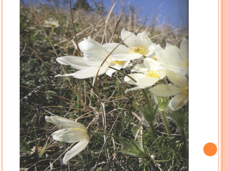 Презентация по якутскому языку на тему Ойуулааhын 6 класс