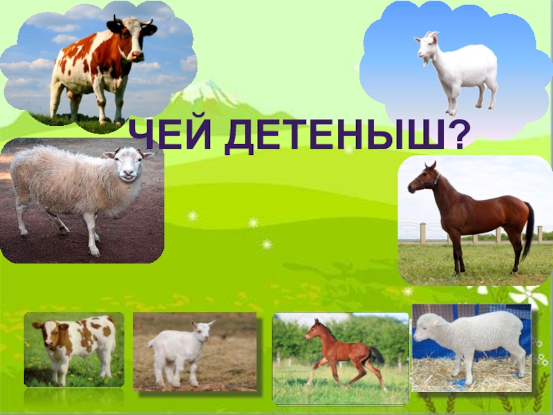 Презентация животные и их детеныши