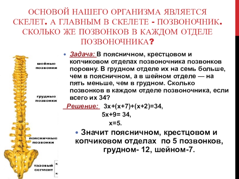 Сколько позвонков