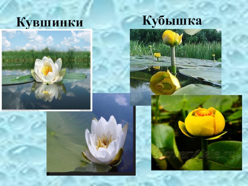 Многообразие растений и животных водоема ( 4 класс) КувшинкиКубышка КувшинкиКубышка