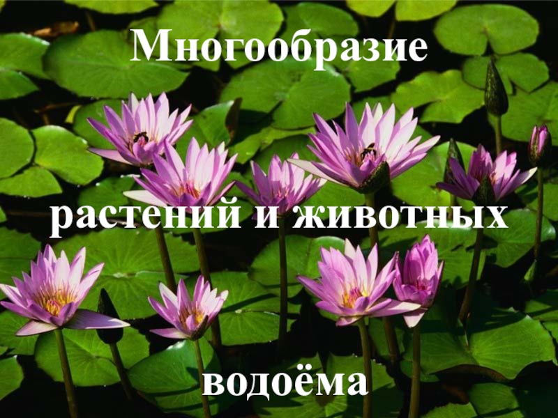 Многообразие растений и животных водоема ( 4 класс) Многообразие растений и животных водоёма Многообразие растений и животных водоёма