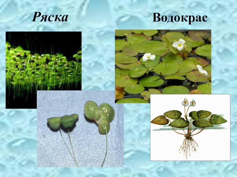 Многообразие растений и животных водоема ( 4 класс) РяскаВодокрас РяскаВодокрас