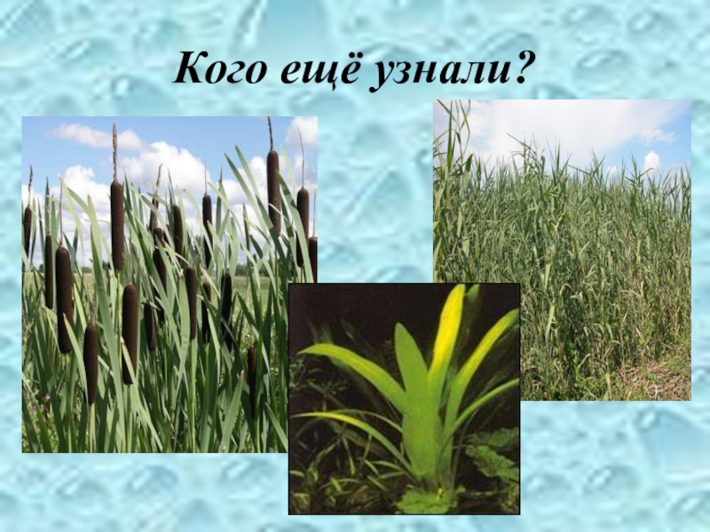 Многообразие растений и животных водоема ( 4 класс) Кого ещё узнали? Кого ещё узнали?