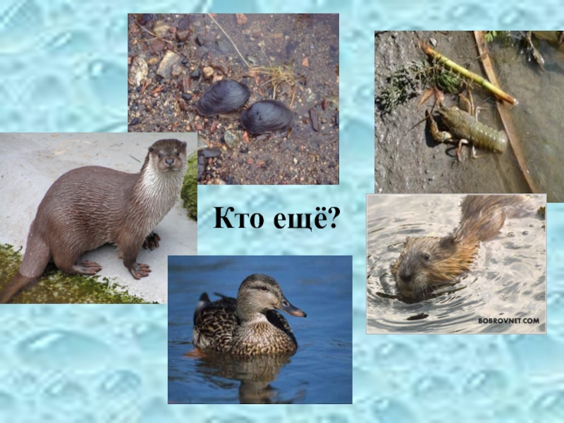 Многообразие растений и животных водоема ( 4 класс) Кто ещё? Кто ещё?