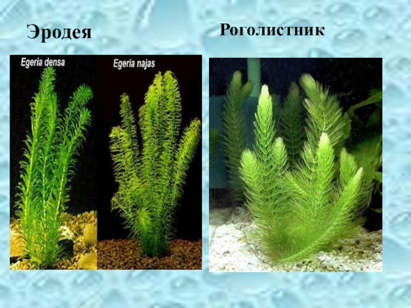 Многообразие растений и животных водоема ( 4 класс) ЭродеяРоголистник ЭродеяРоголистник