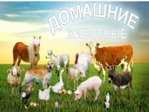 Домашние животные