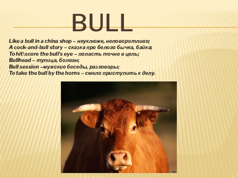 Dick story. Bull in a China shop. Like a bull in a China shop. A bull in a China shop идиома. Презентация бул.