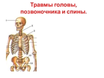 Презентация по ОБЖ на тему: Травмы головы, позвоночника и спины (8 класс).