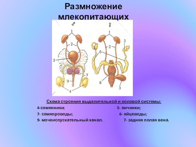 Презентация по биологии 8 класс половая система