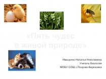 Презентация к игре Своя игра по теме Пять чудес в живой природе для учащихся 9- 11 классов