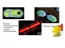 Презентация к уроку биологии по теме Почему дети похожи на родителей?