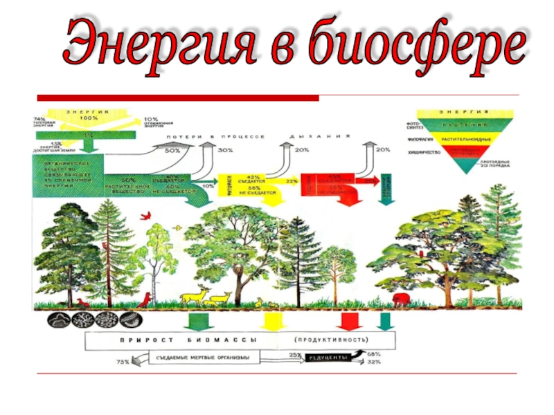 Основные источники биосферы. Источники энергии в биосфере. Энергетика биосферы. Поток энергии в биосфере. Основной источник энергии в биосфере.