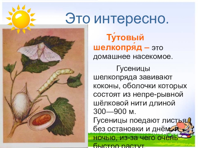 Презентация по окружающему миру на тему Дикие и домашние животные (2 класс) Это интересно. Ту́товый шелкопря́д – это домашнее насекомое. Гусеницы шелкопряда завивают коконы, оболочки Это интересно. Ту́товый шелкопря́д – это домашнее насекомое. Гусеницы шелкопряда завивают коконы, оболочки которых состоят из непре-рывной шёлковой нити
