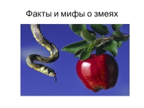 Презентация Факты и мифы о змеях для познавательного внеклассного занятия Хочу всё знать (4,5,6 классы)
