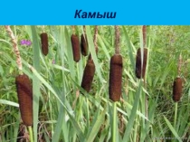 Презентация грибы и растения№