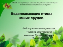 Водоплавающие птицы наших прудов