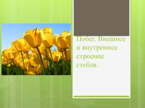 Презентация по биологии Побег. Внешнее и внутреннее строение стебля.