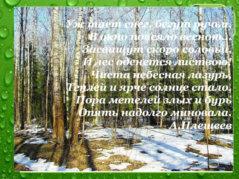 Уж тает снег, бегут ручьи, В окно повеяло весною... Засвищут скоро соловьи, И лес оденется листвою! Чиста