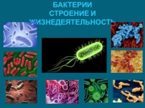 Презентация по биологии на тему: Бактерии. Строение и жизнедеятельность