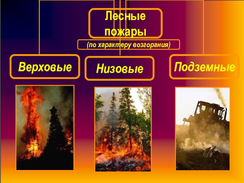 Верховые низовые подземные пожары. Лесные пожары по месту возникновения. Лесные пожары низовые и верховые. Низовые пожары подразделяются на. Классификация пожаров в лесу.