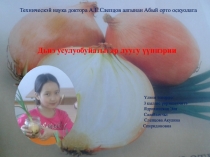Презентация исследовательской работы Выращивание лука в домашних условиях на Севере