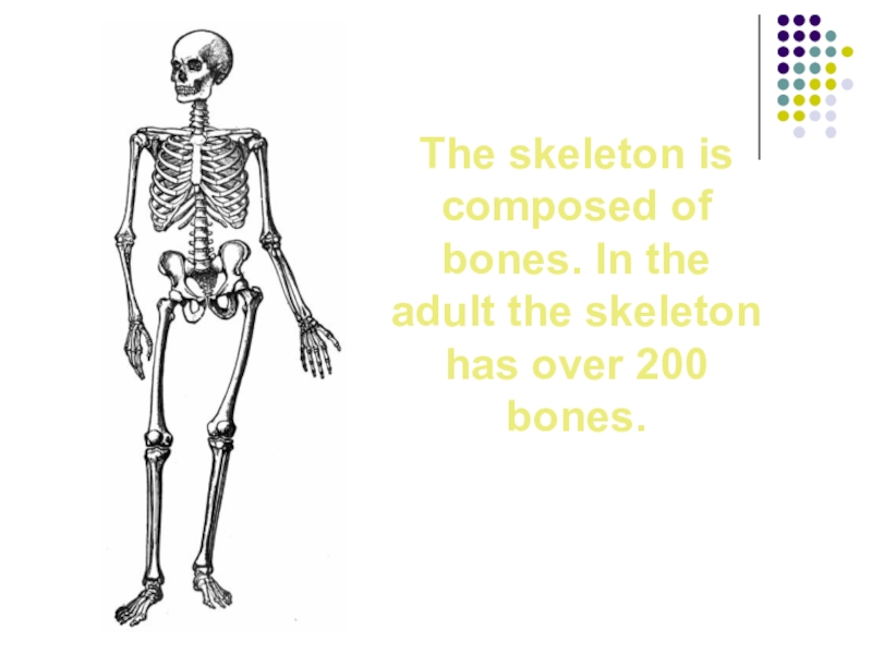 Доклад: Скелетон