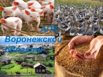 Презентация по географии: Воронежская область. АПК.