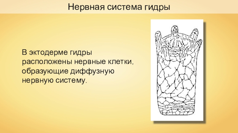 Нервная система гидры. Нервная сиситемагидры. ГИДРАС нервная система. Органы чувств гидры. Сетчатая нервная система гидры.