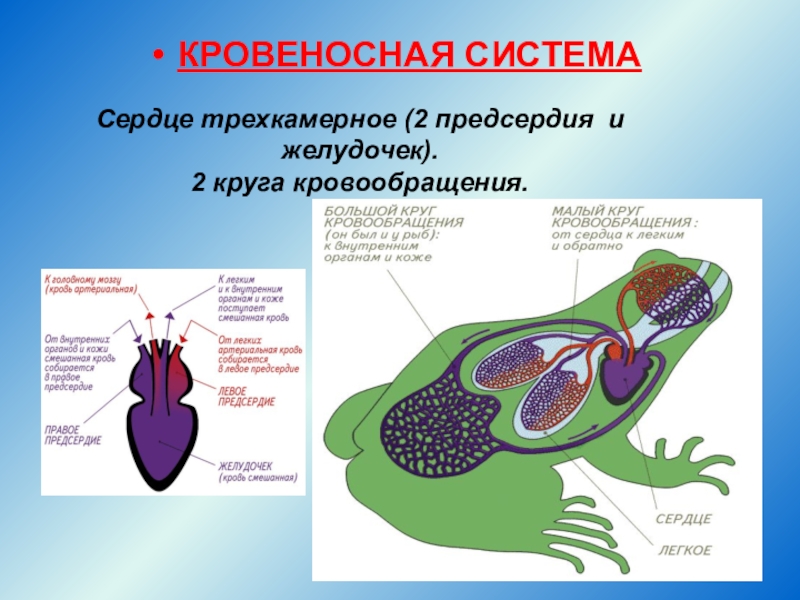 Круг кровообращения амфибий схема