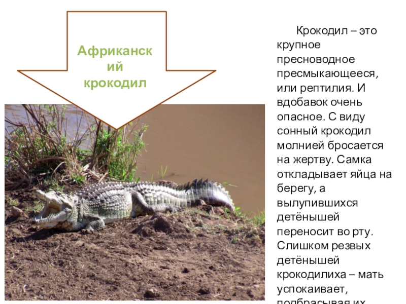 Презентация для дошкольников Африка Крокодил – это крупное пресноводное пресмыкающееся, или рептилия. И Крокодил – это крупное пресноводное пресмыкающееся, или рептилия. И вдобавок очень опасное. С