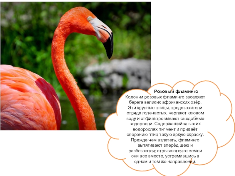 Презентация для дошкольников Африка Розовый фламинго Колонии розовых фламинго Розовый фламинго Колонии розовых фламинго заселяют
