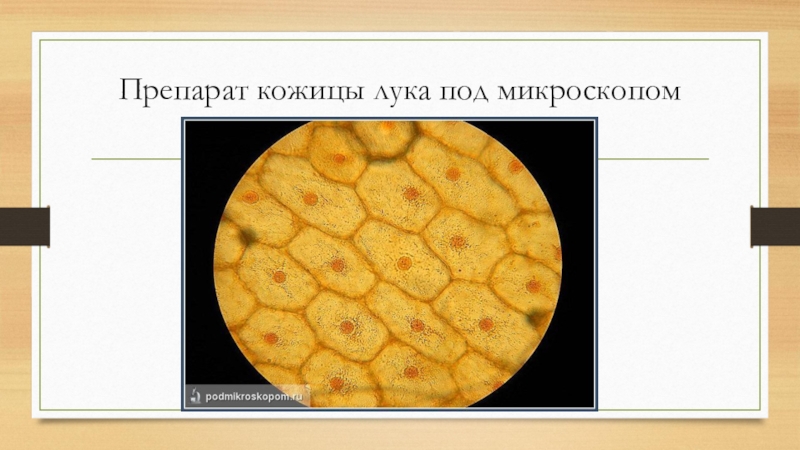 Лук под микроскопом лабораторная