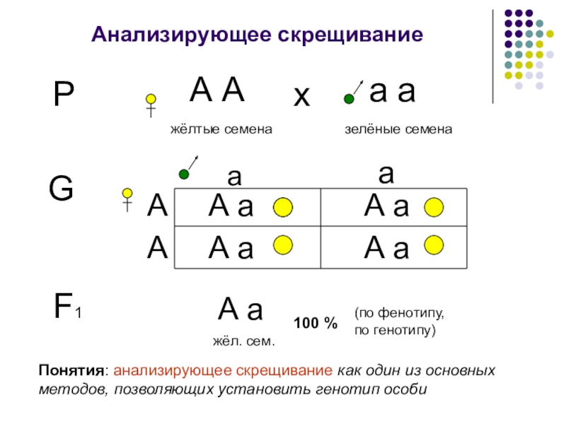 Анализирующее скрещивание презентация 10 класс