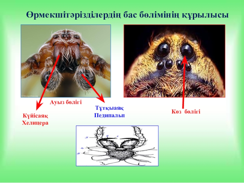 Хелицеры и педипальпы паука