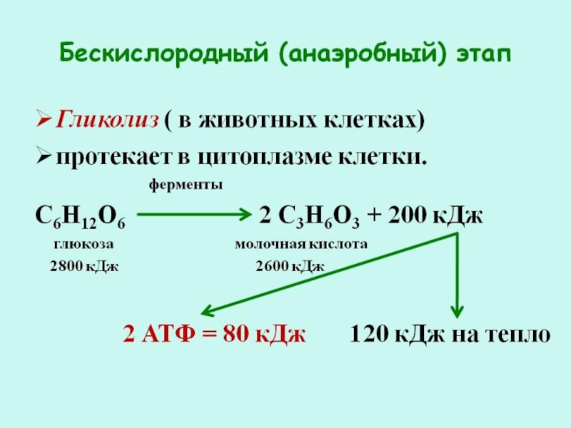 Пути образования энергии в клетке презентация