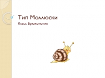 Презентация по биологии на тему Тип Моллюски. Класс Брюхоногие (7 класс)